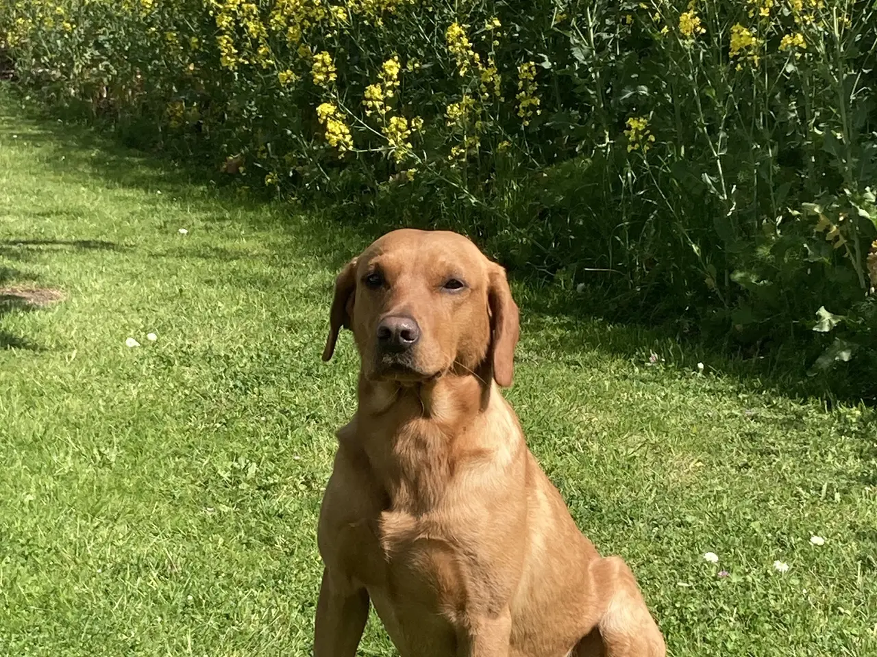 Billede 2 - Fox red labrador