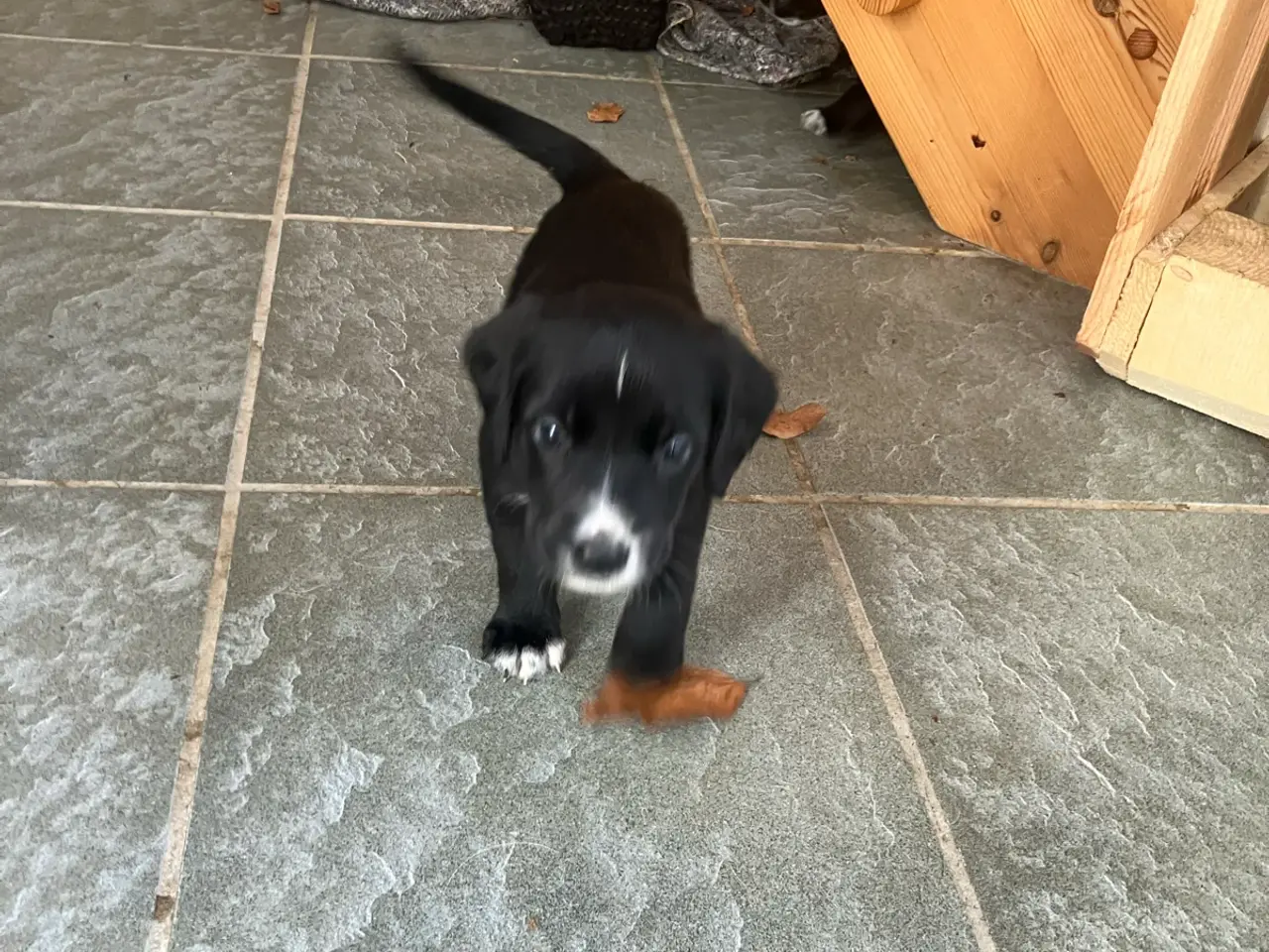 Billede 12 - Schæfer/ springer spaniel blanding 5 uger gamle