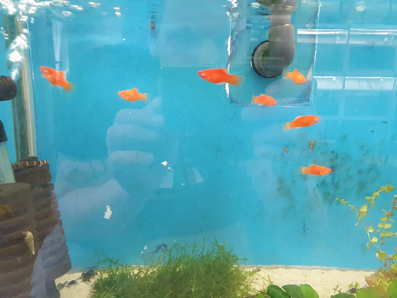 Billede 2 - ❤️🐟 RØD KORAL PLATY TIL SALG 🐟❤️