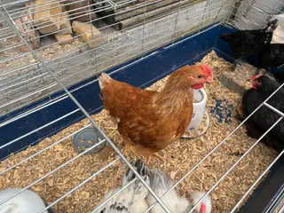 4 kyllinger søger nyt hjem 