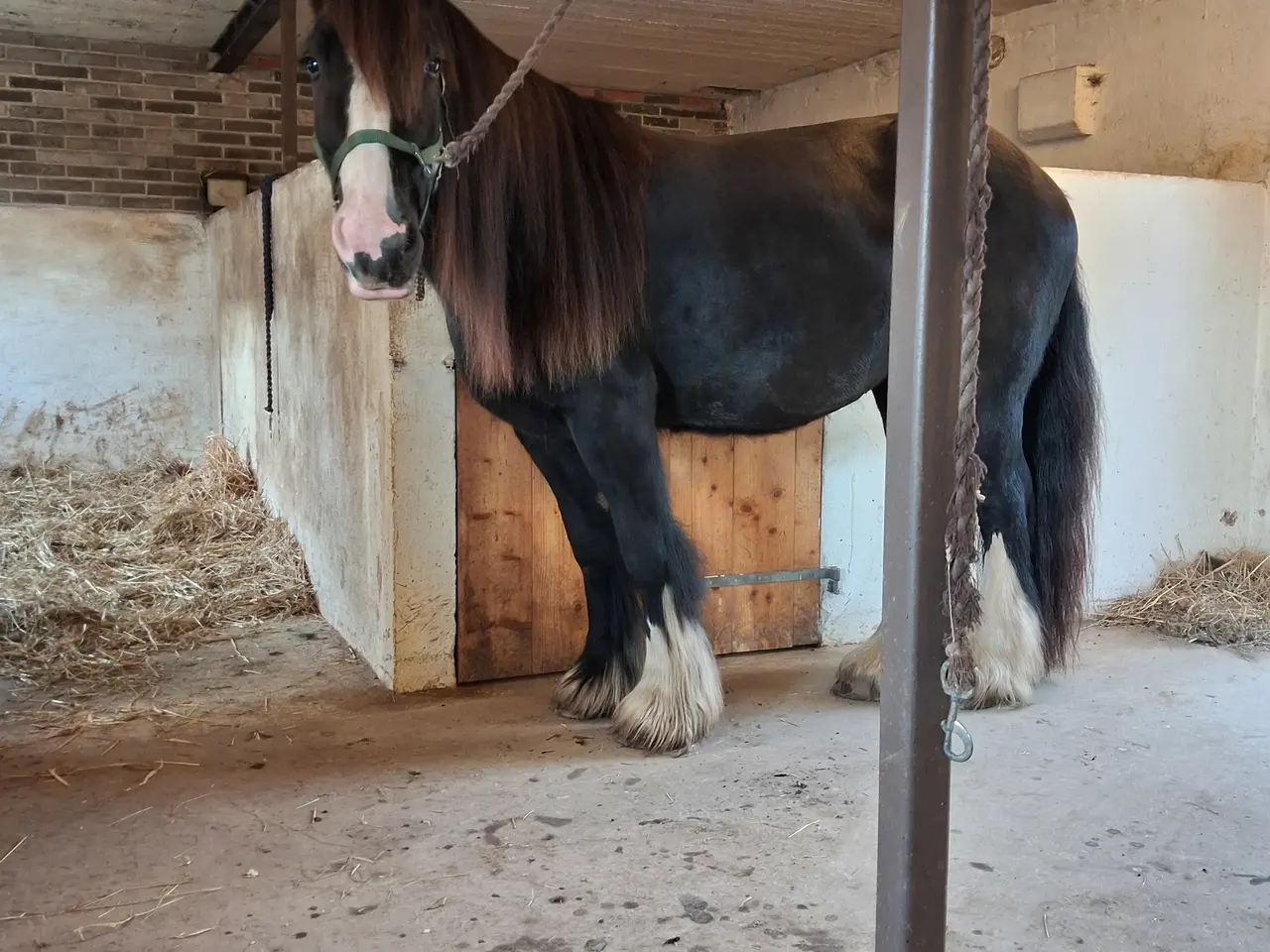 Billede 5 - Smuk 4 års hoppe