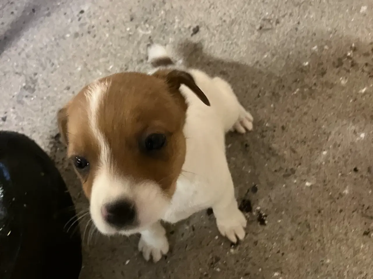 Billede 2 - Jack Russel hvalpe