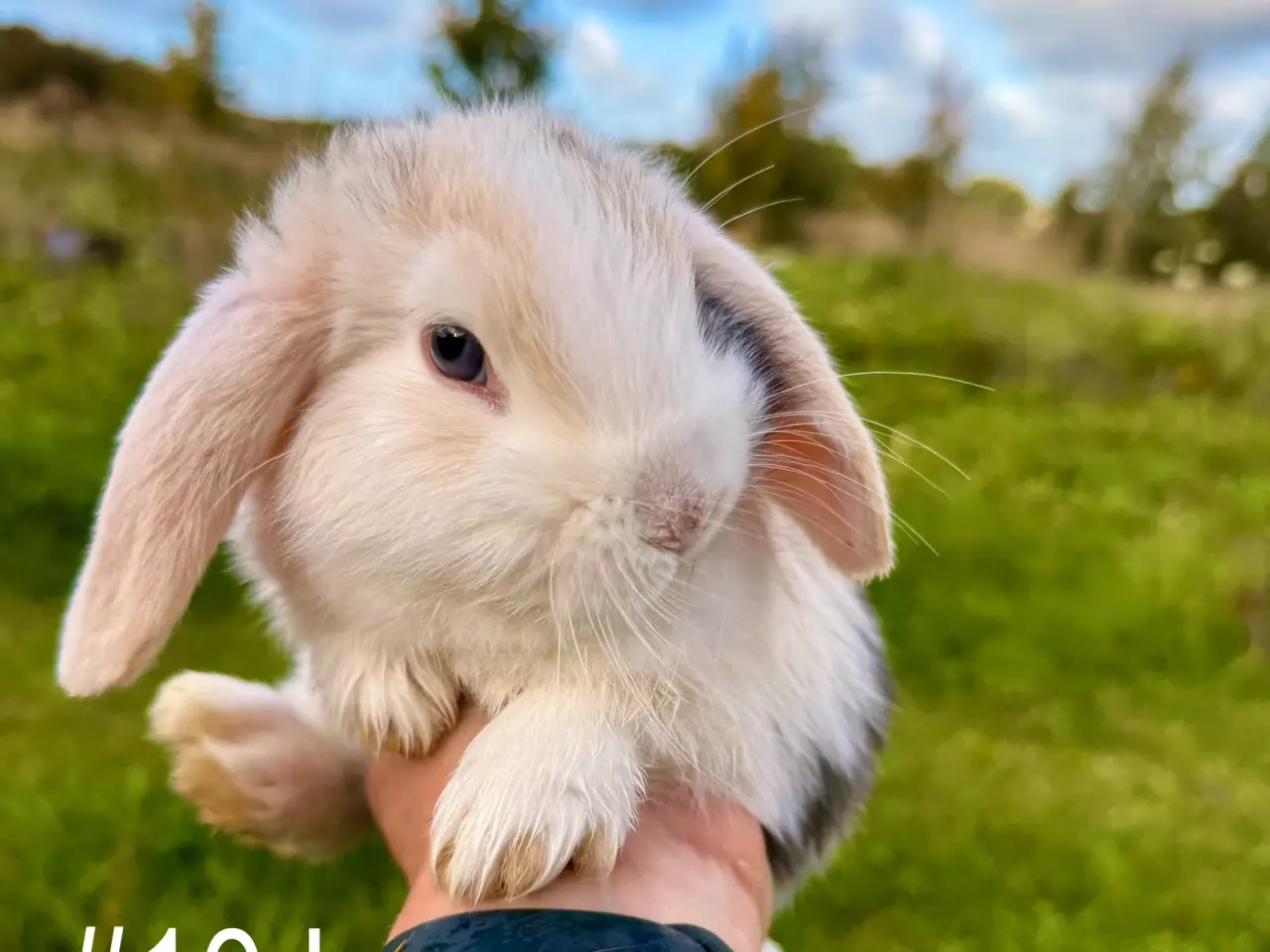 Billede 3 - 6 stk. Mini Lop unger