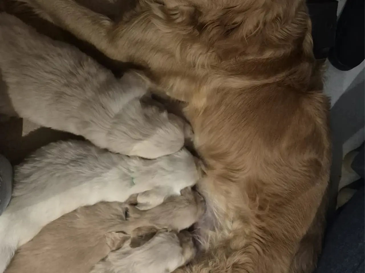 Billede 5 - Golden Retriever-hvalpe