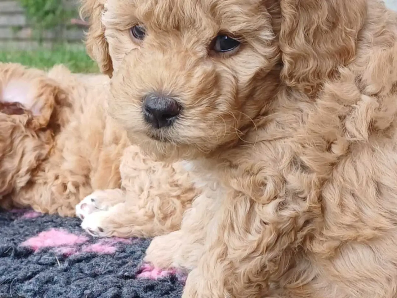 Billede 3 - Doodle / cockapoo hvalpe