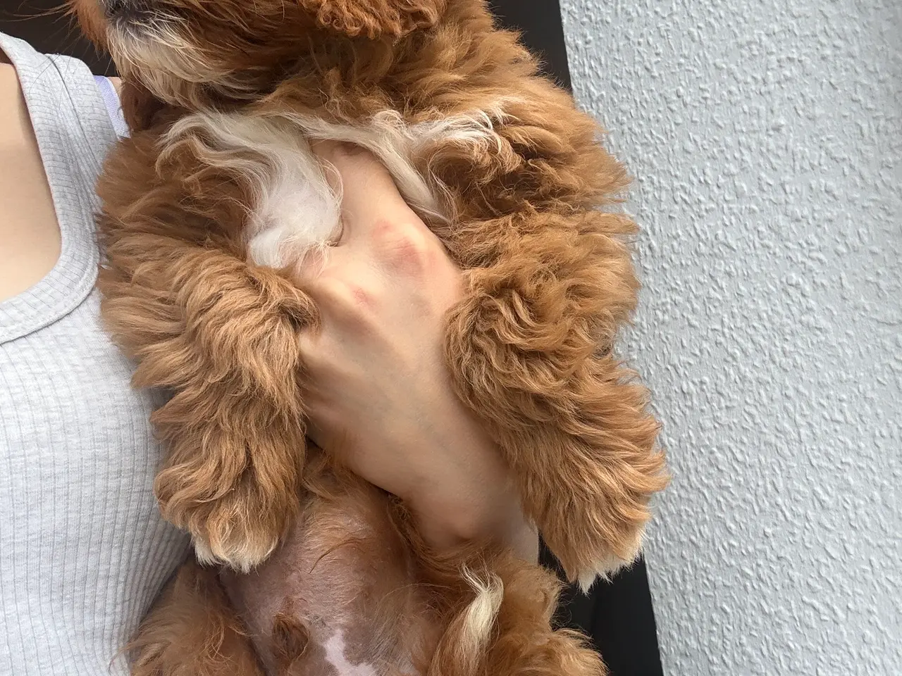 Billede 4 - Cavapoo, Benny mangler et hjem❤️