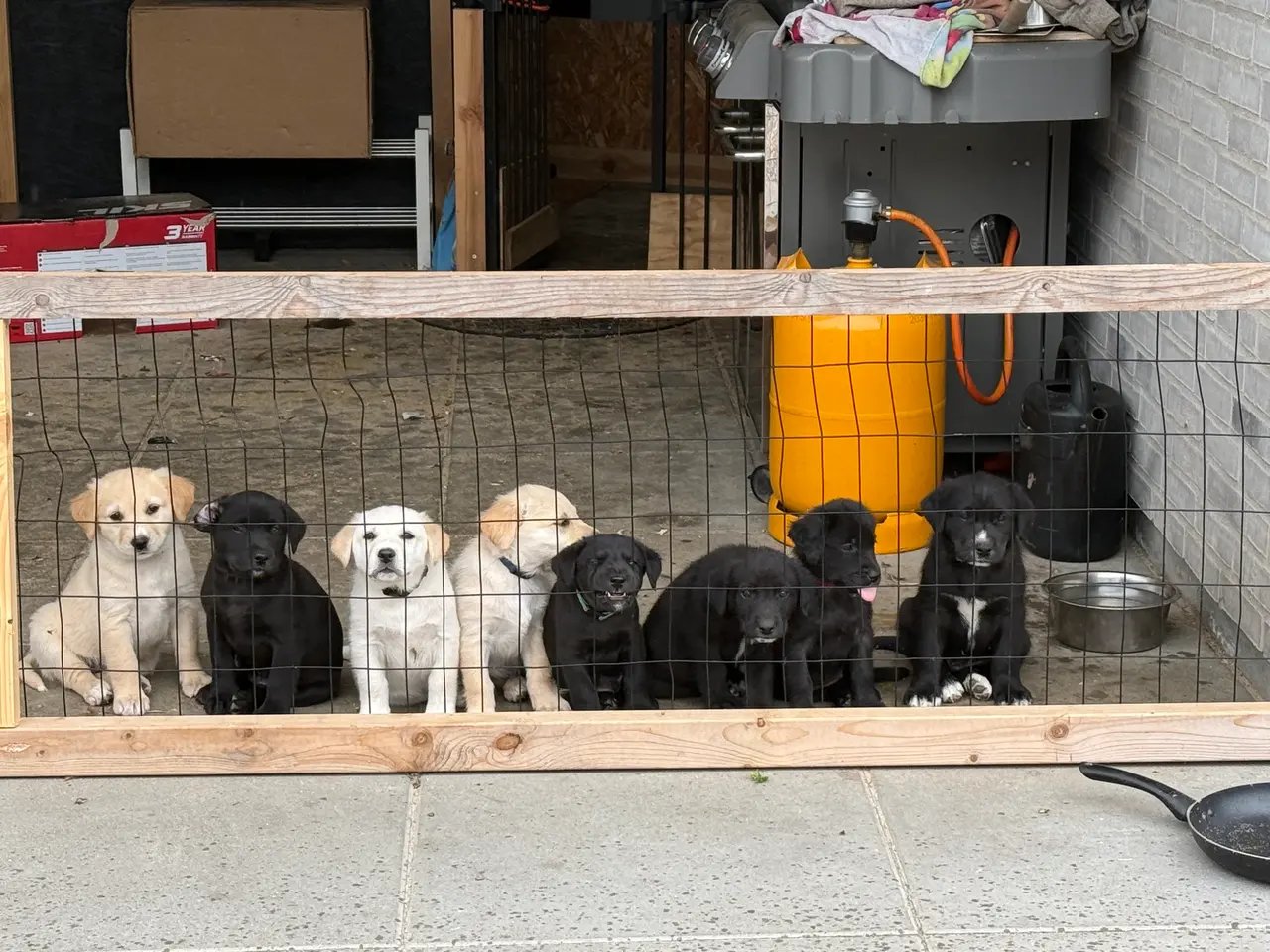 Billede 2 - De sødeste Hundehvalpe sælges