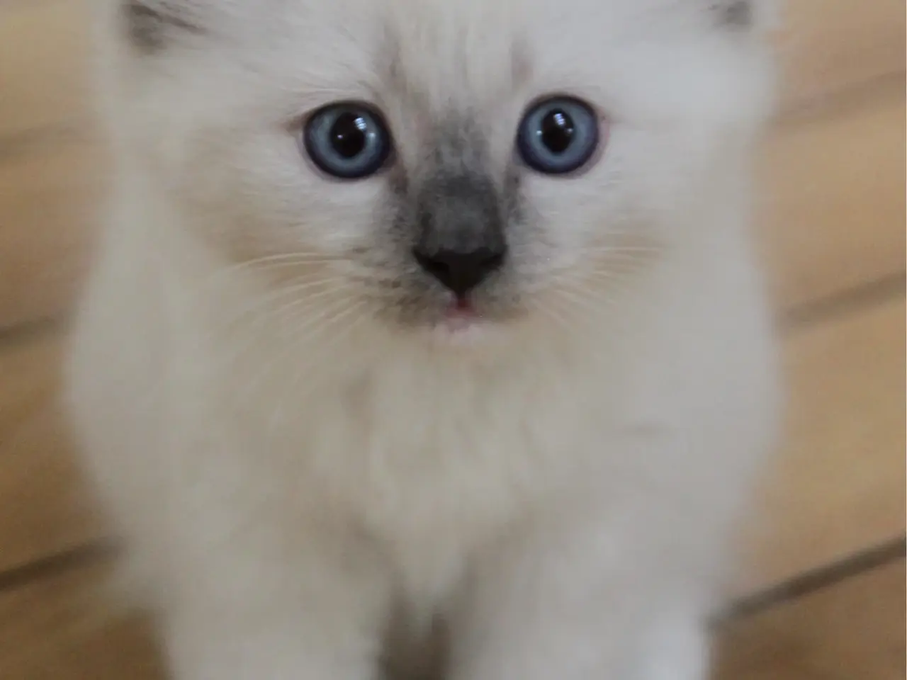 Billede 4 - Lækre 3/4 Ragdoll +1/4 perser killinger, katte