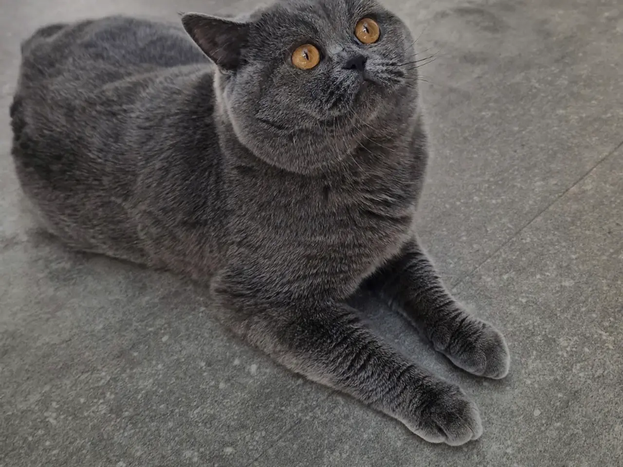 Billede 18 - Unikkeste British Shorthair Killinger til Salg