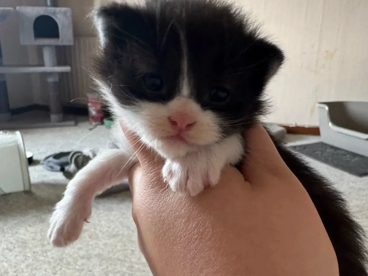 Billede 14 - 🖤Nuttet Maine Coon/Ragdoll hankilling🖤