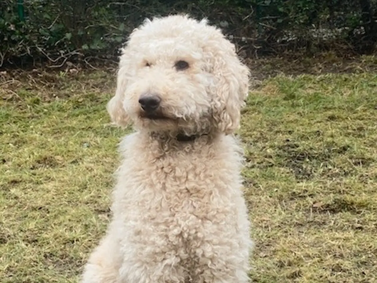 Billede 10 - 🐶Labradoodle hvalpe søger kærlige familier 🏡❤️