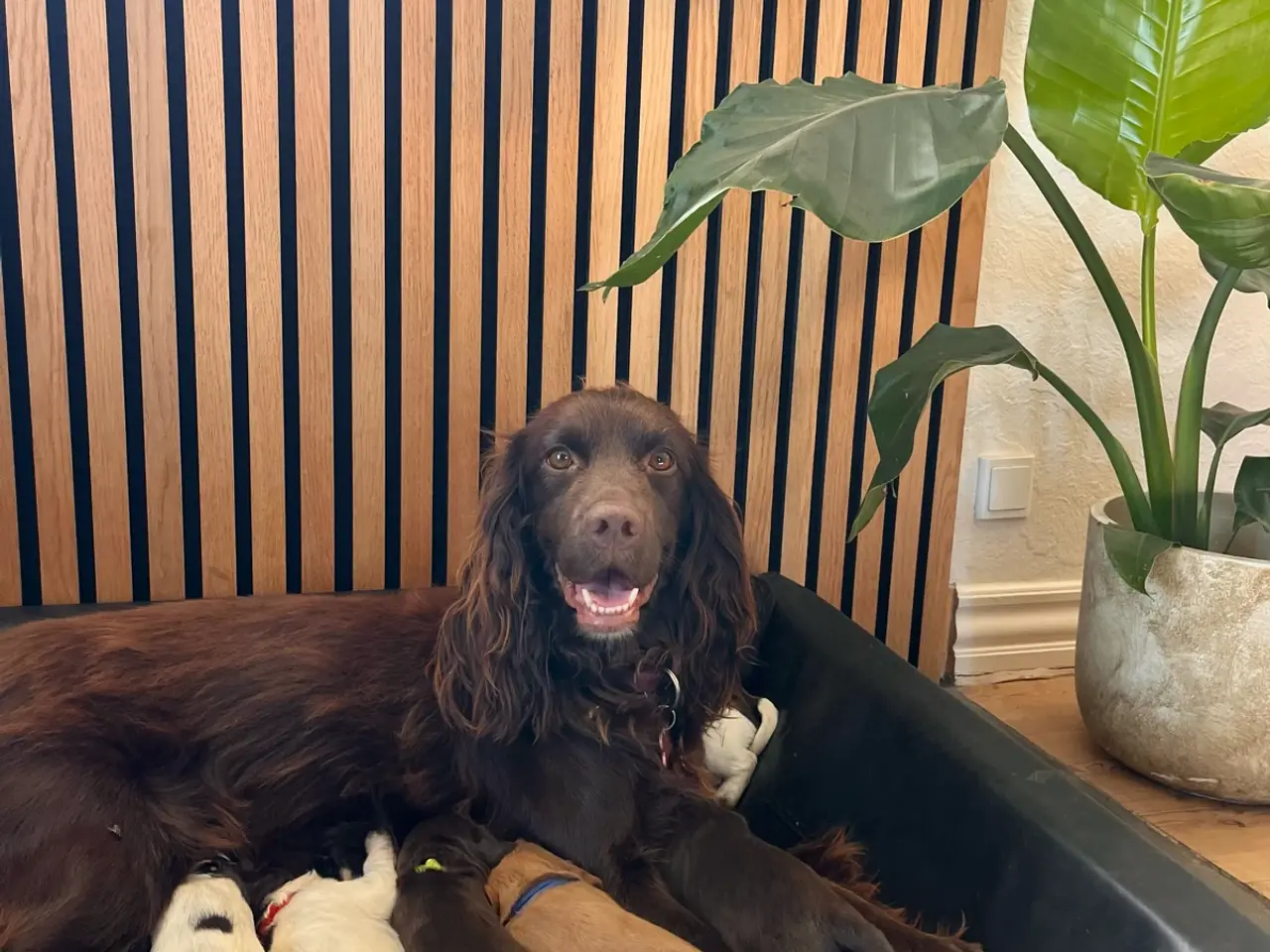 Billede 6 - 🐾 8 skønne hvalpe søger deres nye hjem 🐾