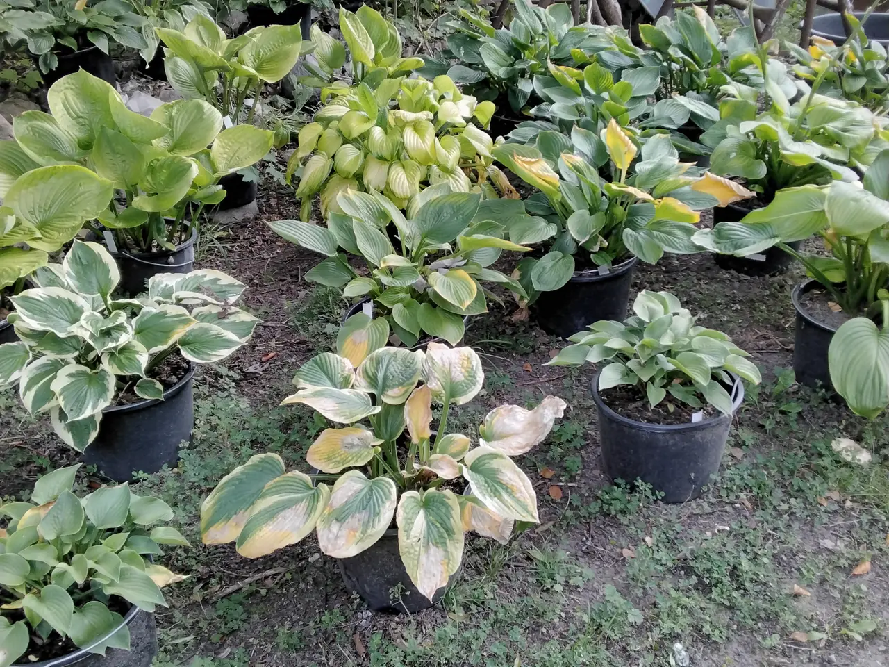 Billede 3 - Store Hosta. Nå dit hosta bed skal se ud af noget
