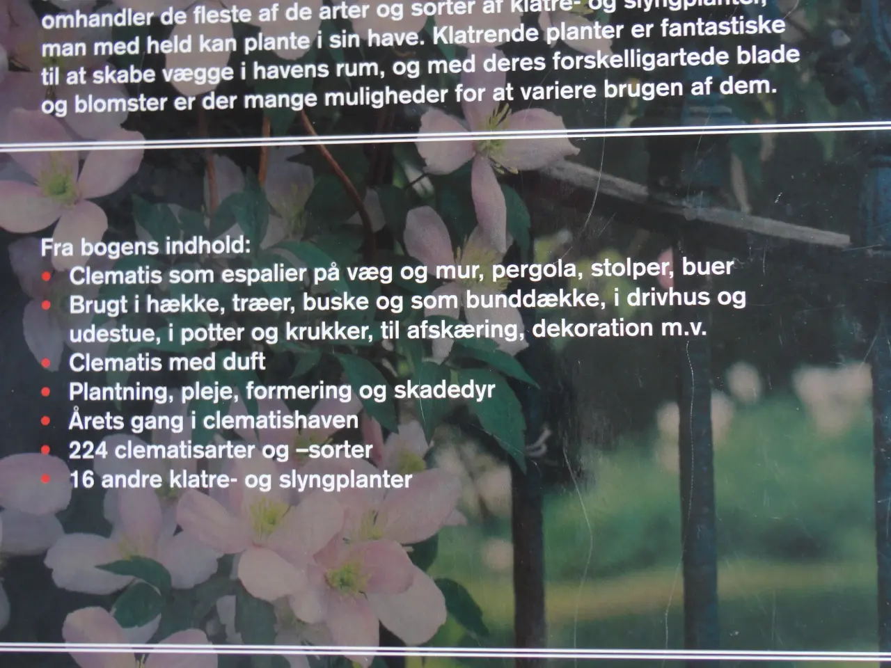 Billede 4 - Clematis - Klematis :