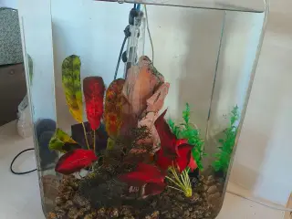 Biorb akvarium 60 L. Gennemsigt