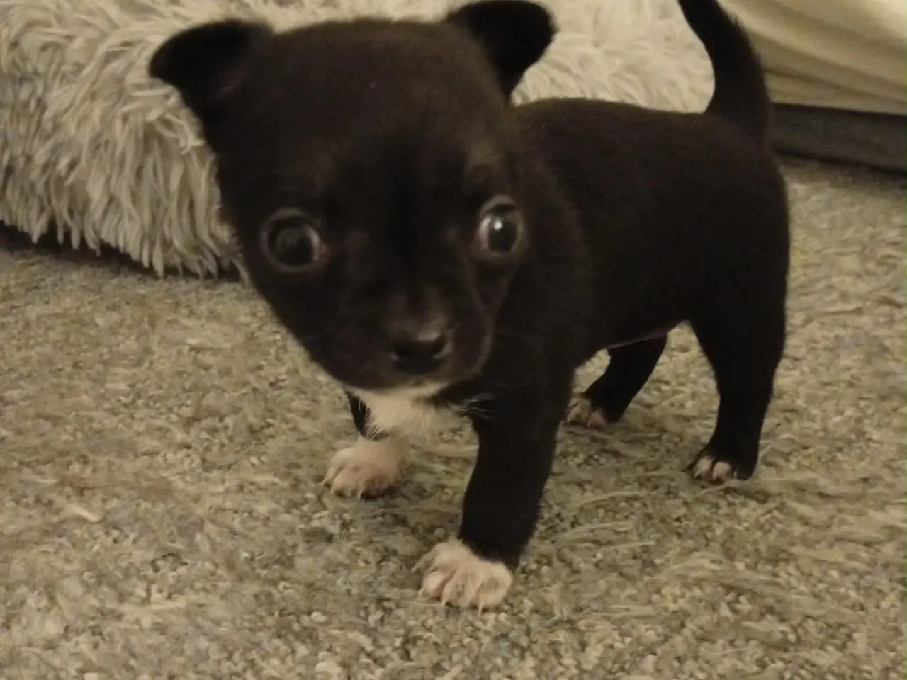Billede 1 - Chihuahua dreng sælges