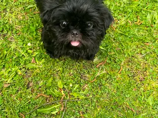 Shih Tzu Smukke sorte hvalpe