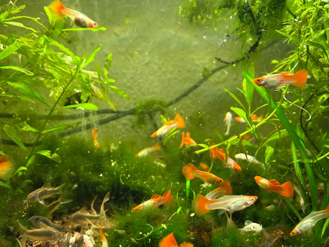 Billede 19 - 🐠❤️ Rednose Koi Guppy Par | Hvid Krop & Rød Hale