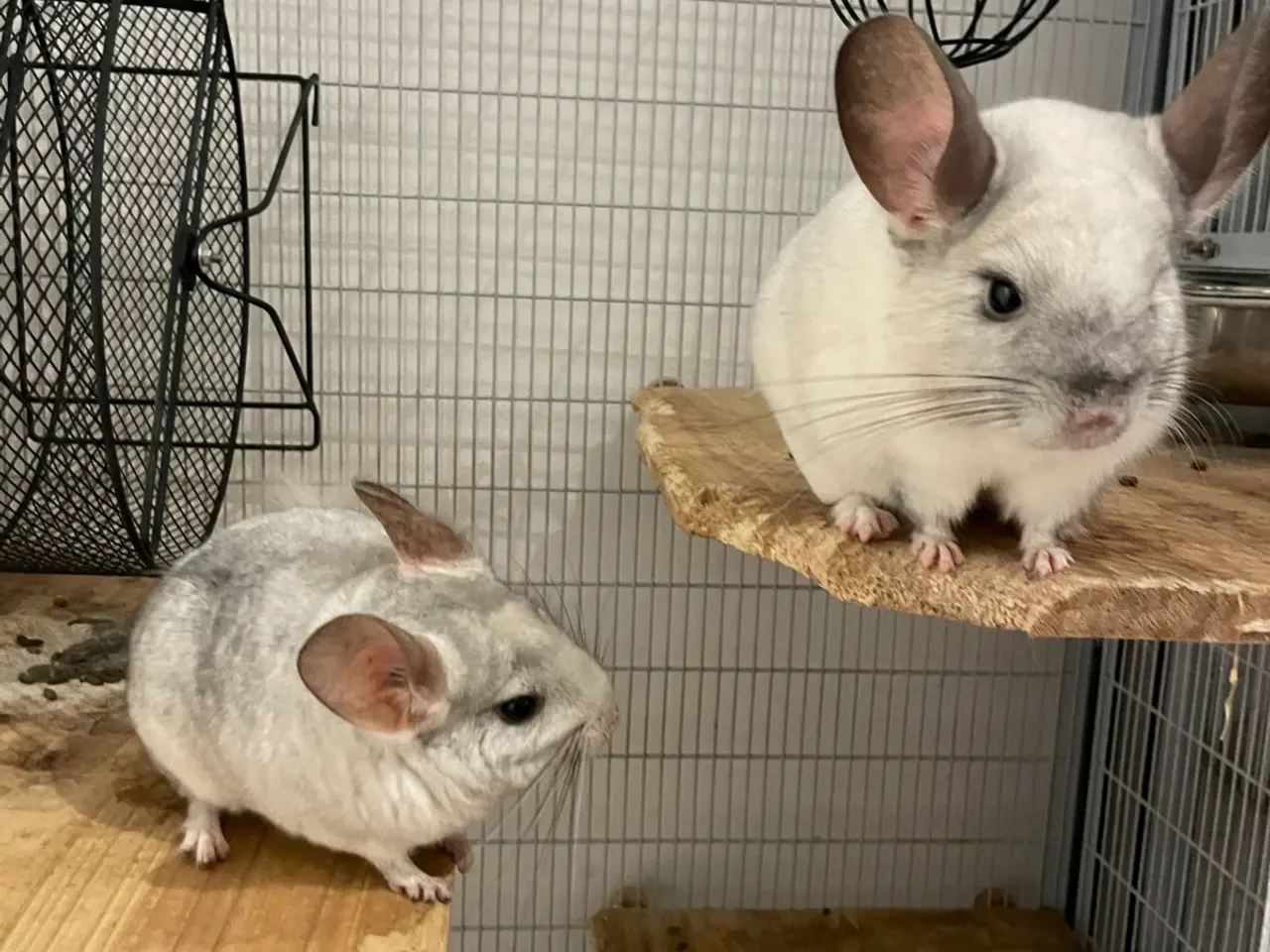 Billede 5 - Chinchilla 2 hanner