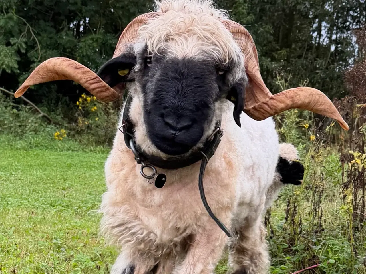 Billede 10 - 2 gimmer lam Valais Blacknose
