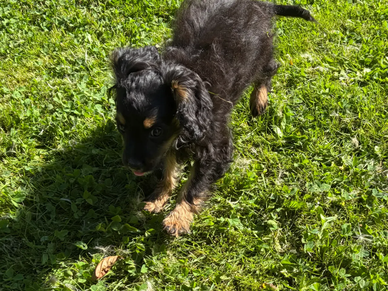 Billede 3 - Små virkelig fine mini Cavapoo babyer