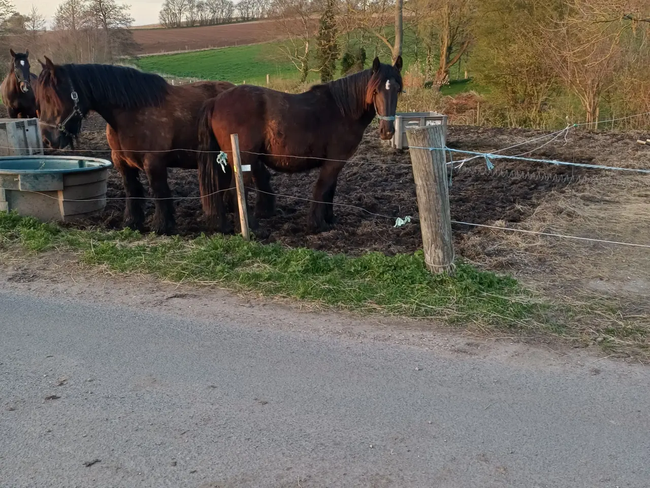 Billede 7 - 2årig Jyskhest hingst sælges