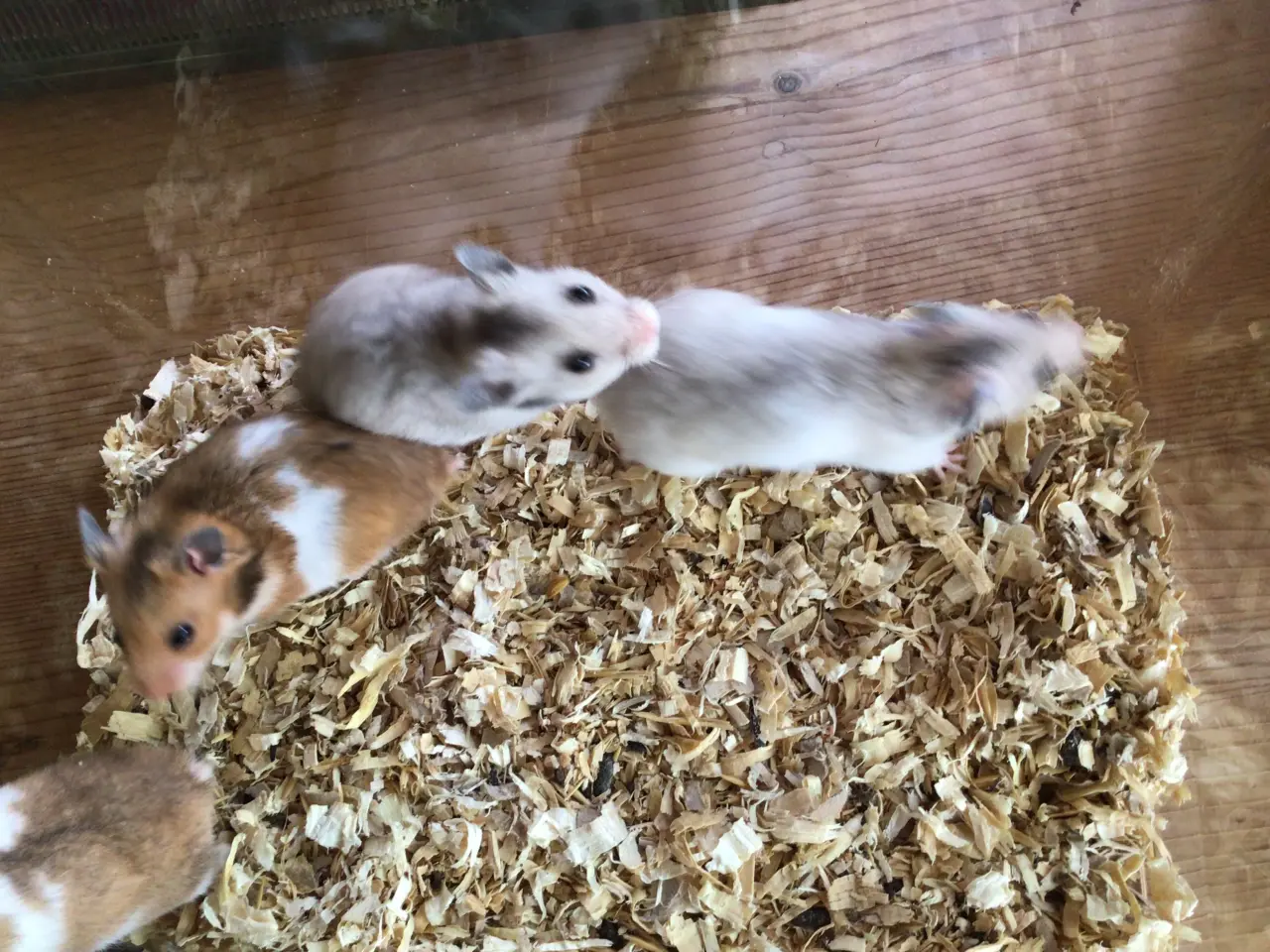 Billede 4 - Kort hårede guldhamster