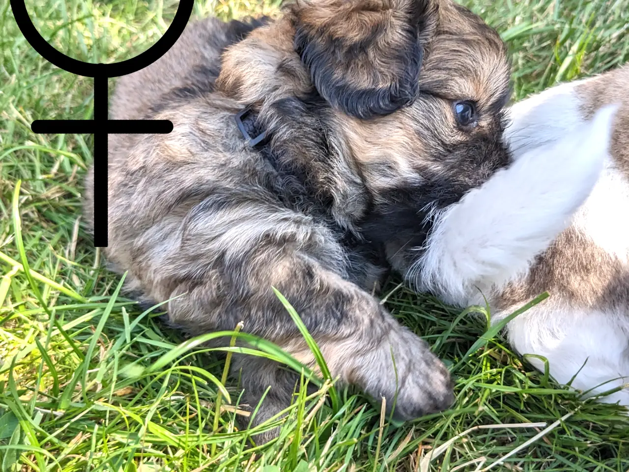 Billede 6 - 2 blandingshvalpe tilbage, klar i dag, lille hund
