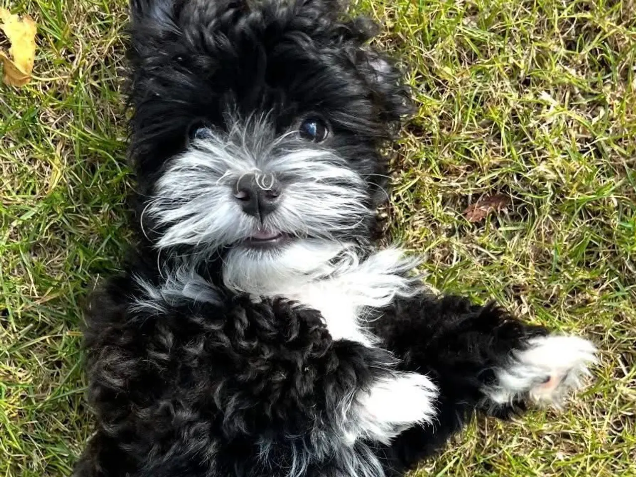 Billede 2 - Fantastiske Bichon Havanais.