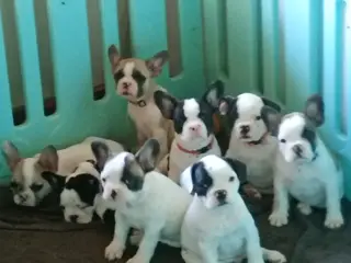 Französische Bulldoggen
