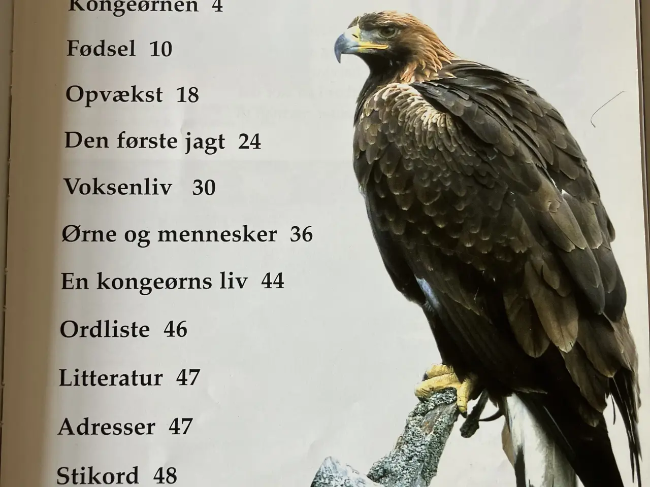Billede 3 - Kongeørn - levesteder, livscyklus, fødekæder, trus