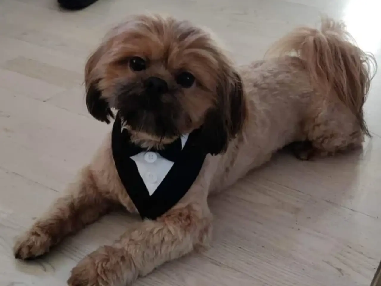 Billede 3 - Shih Tzu Vil du på date med mig