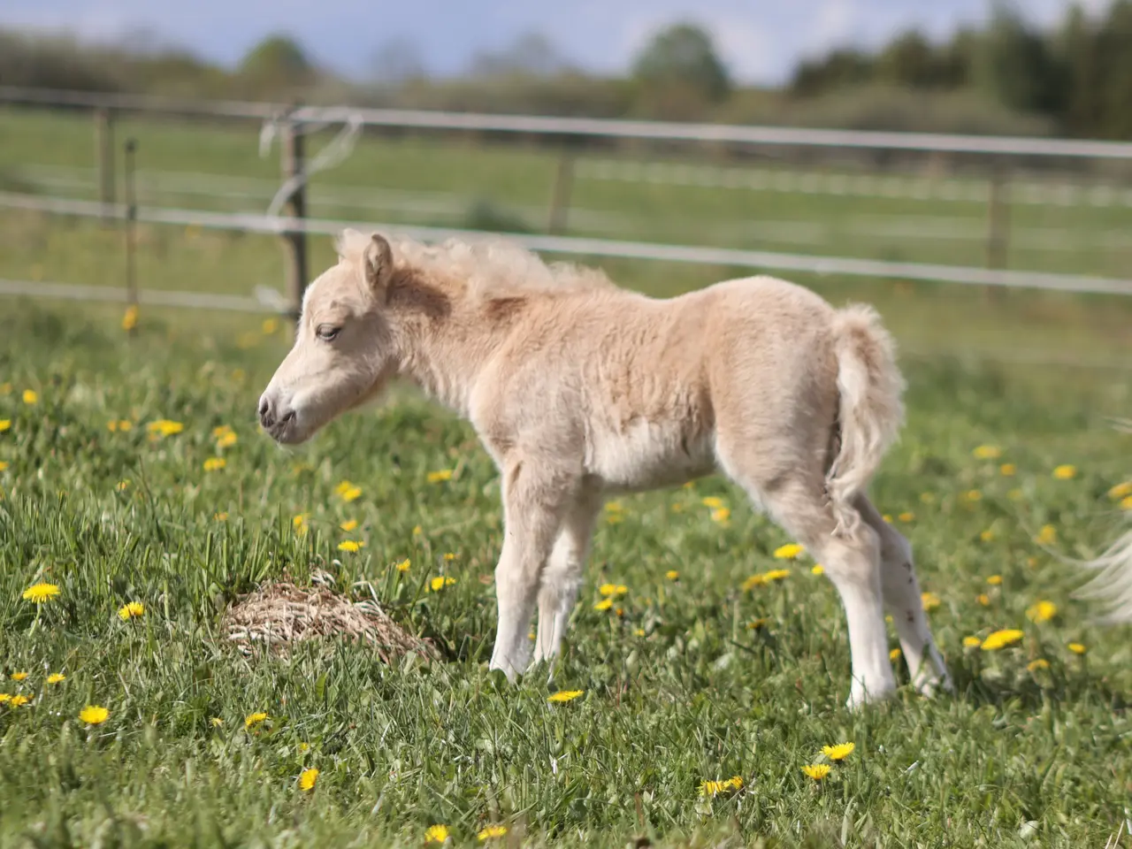 Billede 4 - Shetlands Palomino hoppeføl