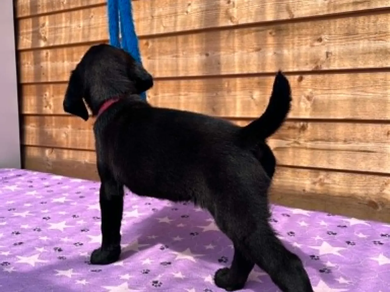 Billede 2 - ❤️ Smuk sort Formel 1 Labrador tæve