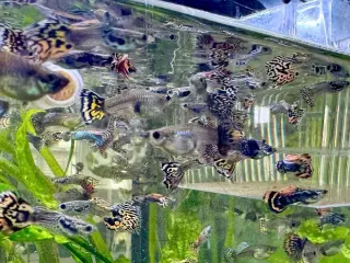 Flotte guppy babyer