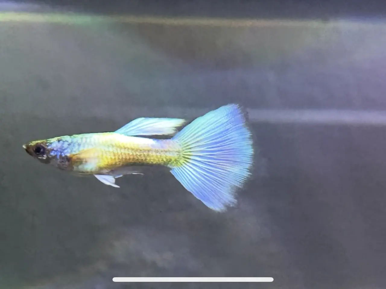 Billede 2 - Guppy yngel 