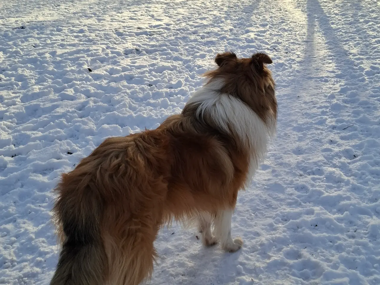 Billede 8 - Skønne LabCollie Hvalpe