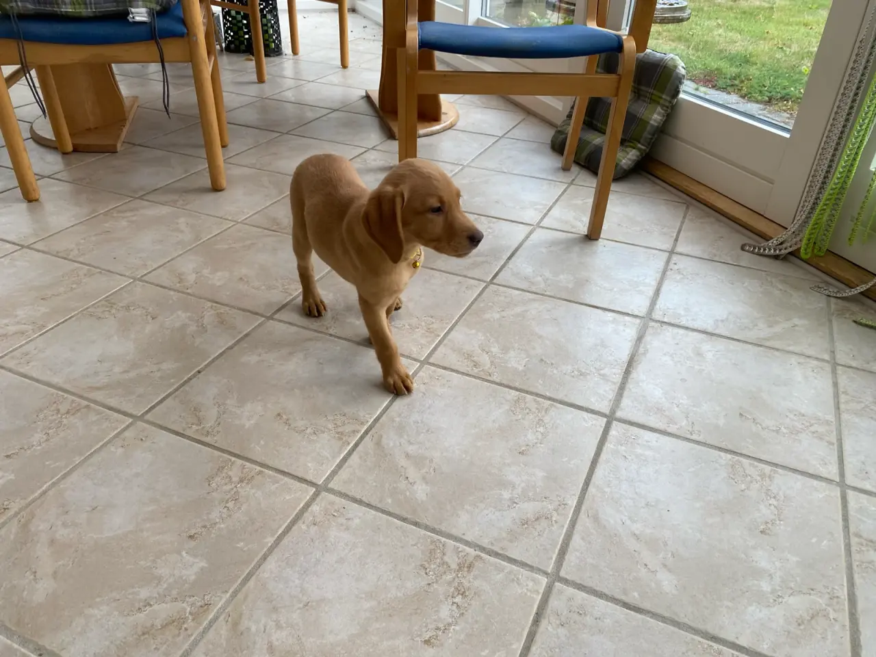 Billede 6 - Ægte Red FOX Labrador tæve