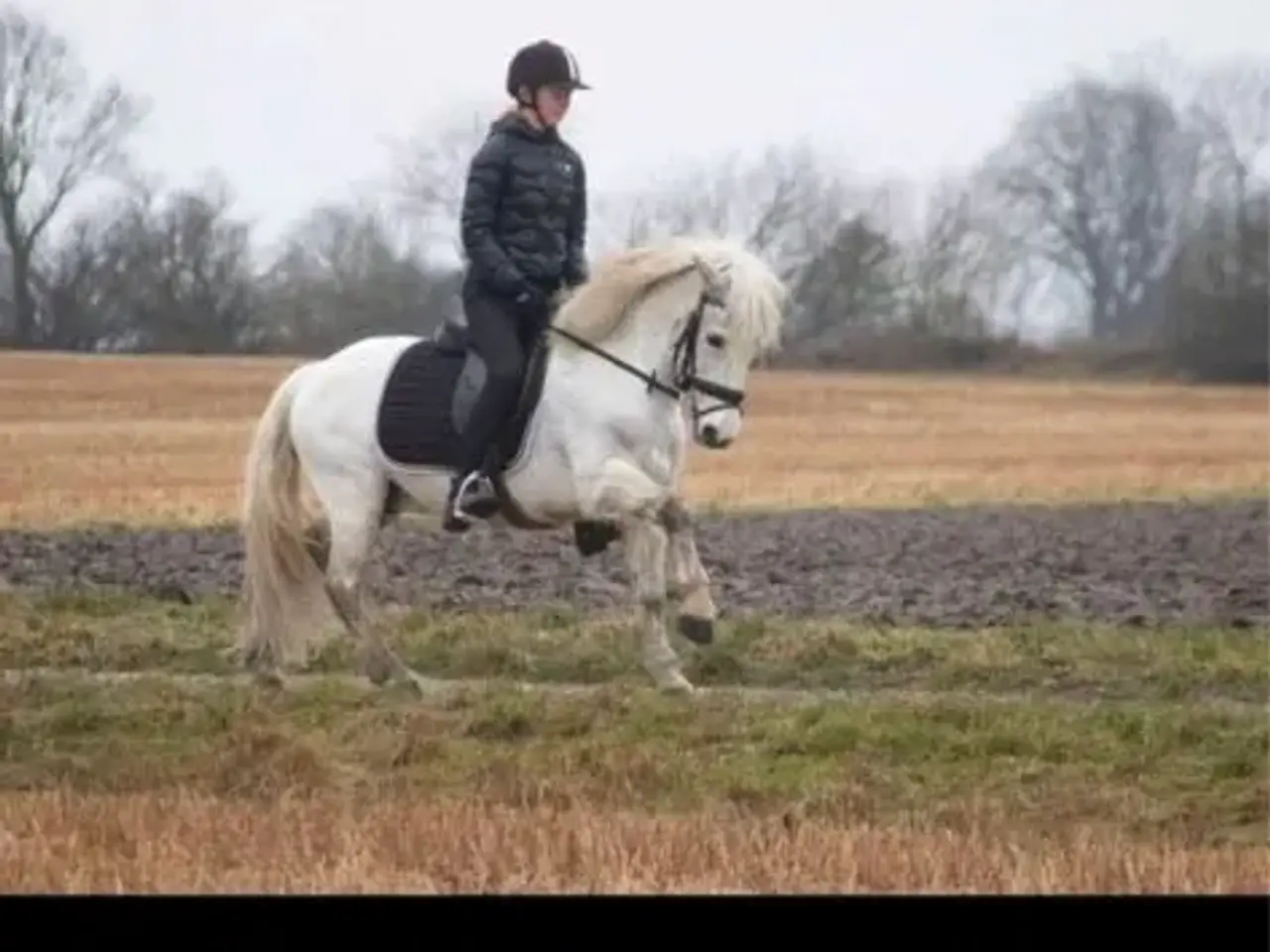 Billede 11 - Tilridning og videreuddannelse tilbydes