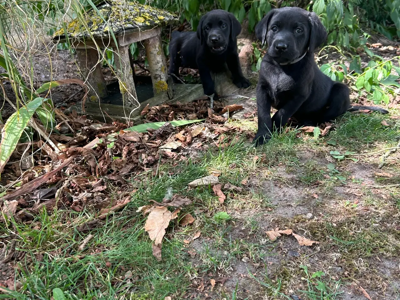 Billede 14 - 🐶 Labradorhvalp F1 søger kærligt hjem 