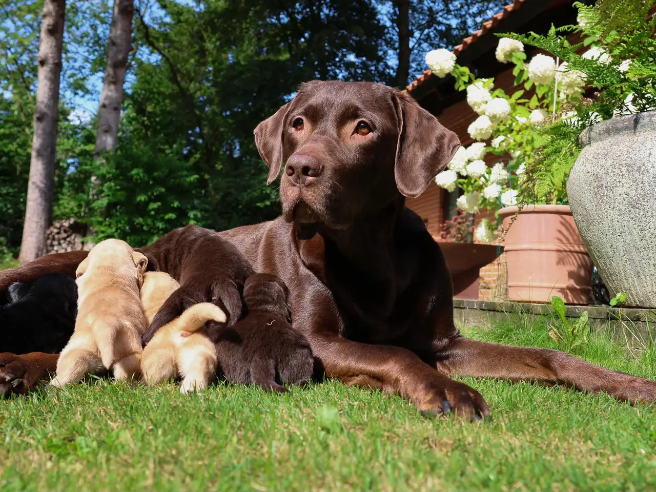 Billede 12 - LABRADOR HVALPE SØGER GODE HJEM