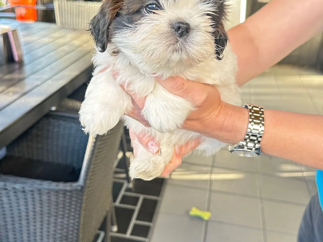 Billede 14 - 💙 Sød små Shih tzu Hvalpe søger sit forever-hjem