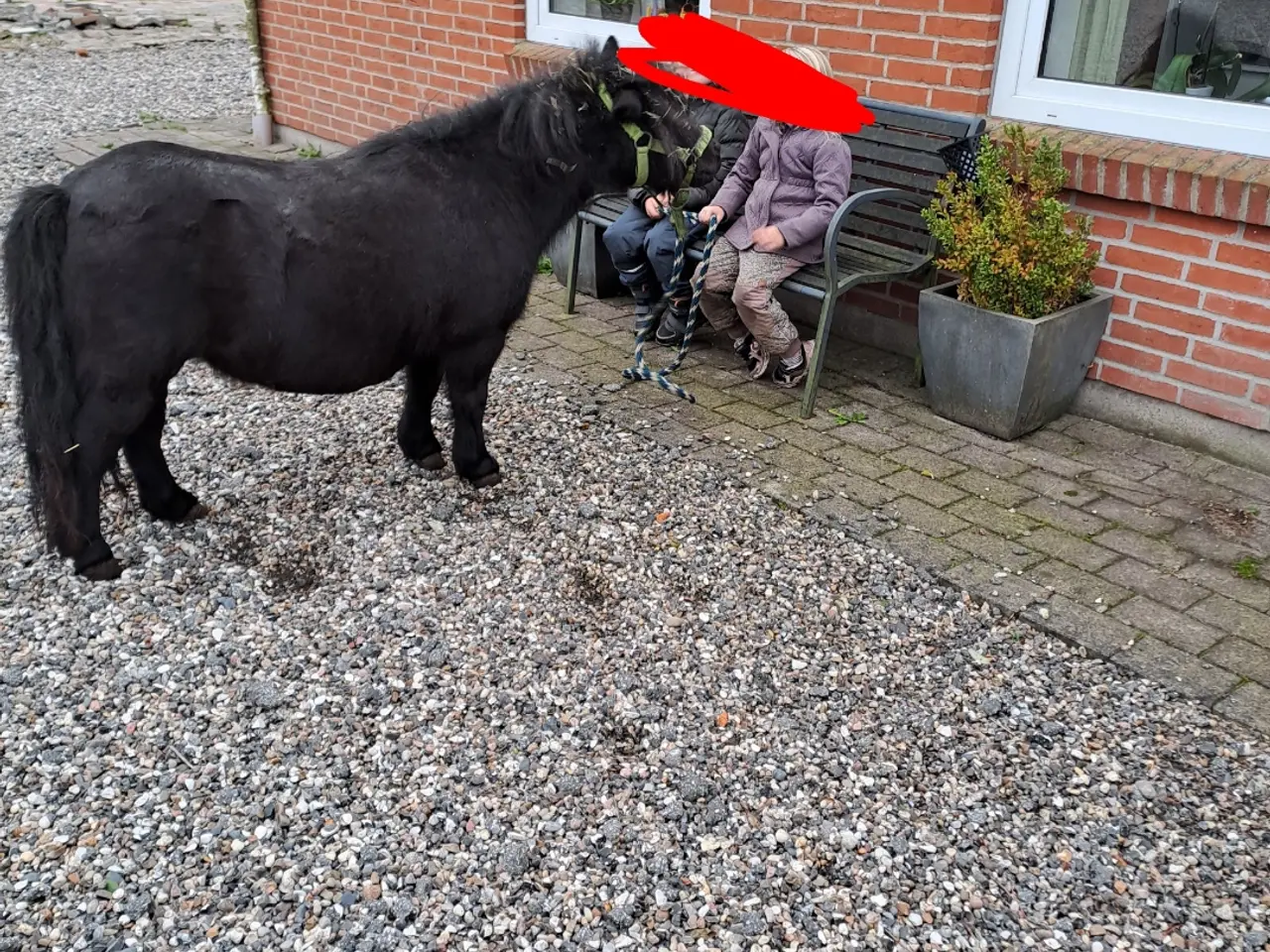 Billede 9 - verdens bedste begynder  Pony 