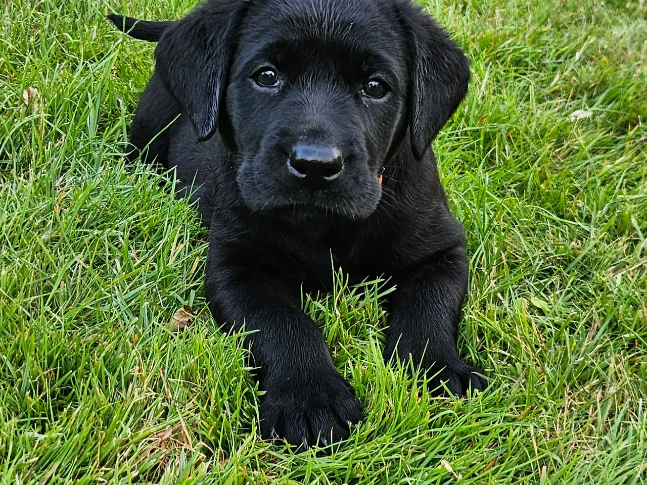 Billede 8 - F1 Labrador hvalpe