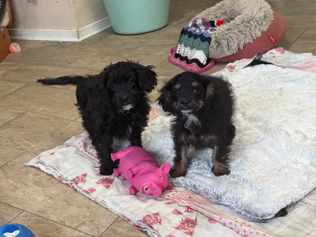 Billede 10 - Små virkelig fine mini Cavapoo babyer