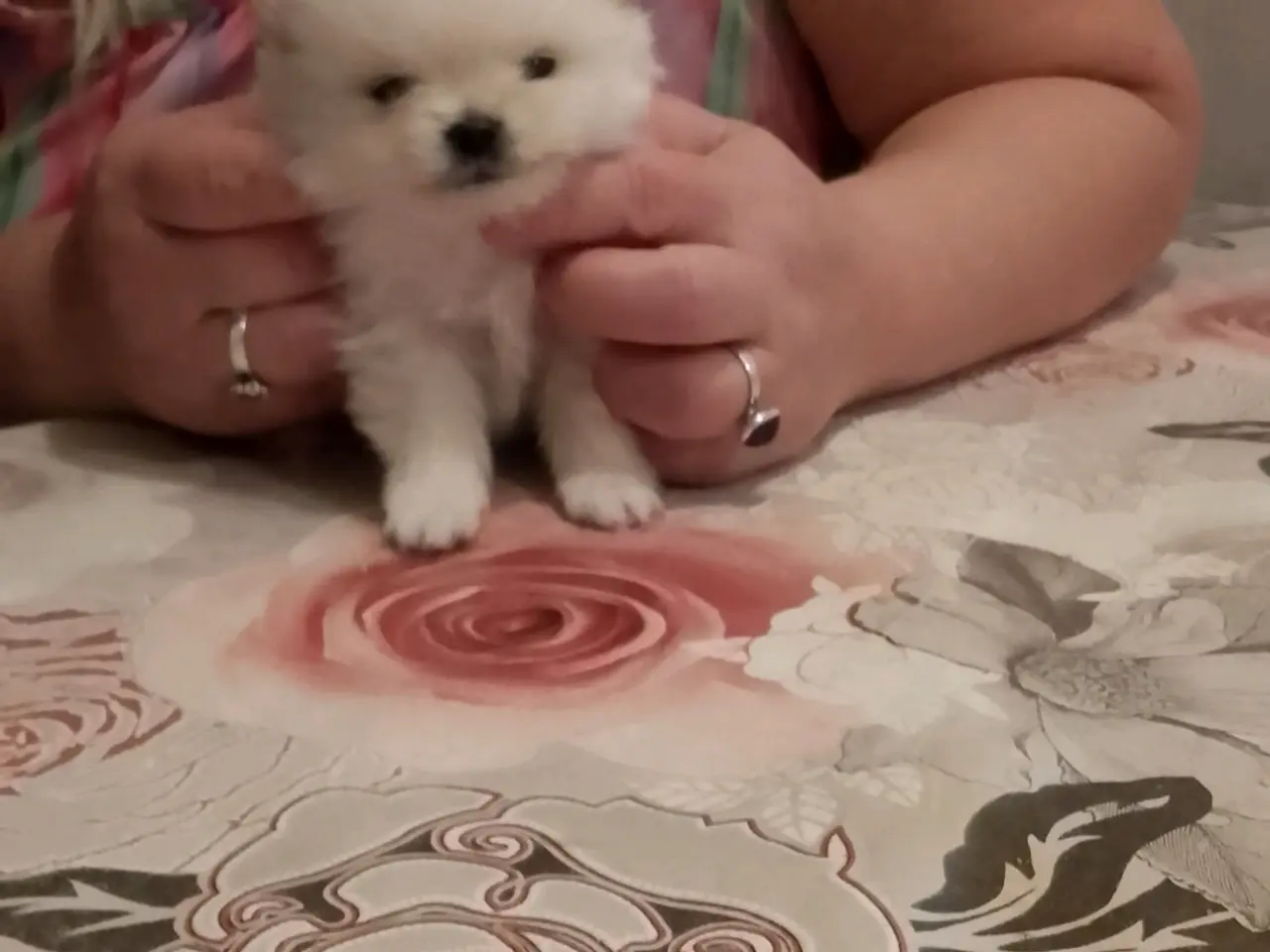 Billede 2 - Ægte Pomeranian hvalpe stk 2 dreng ægte