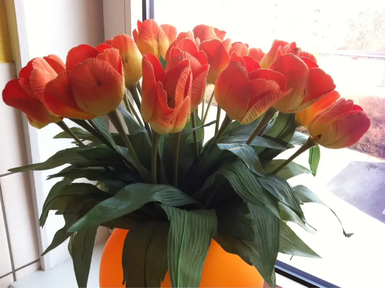 Billede 2 - Orange tulipaner til salg