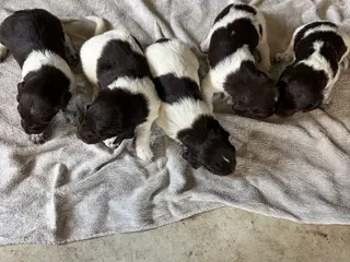 Kleiner münsterländer - 4