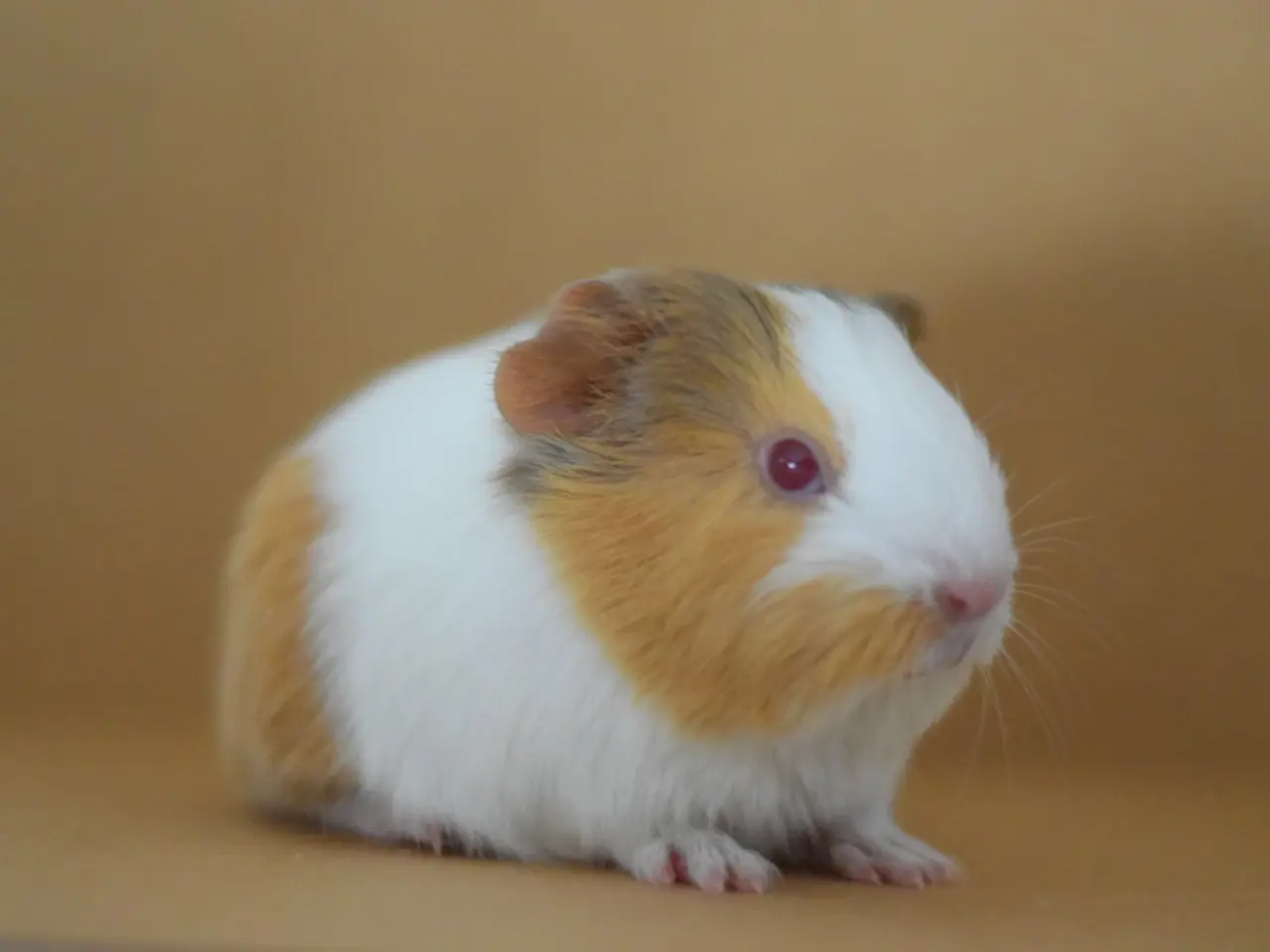 Billede 1 - Marsvin Sheltie