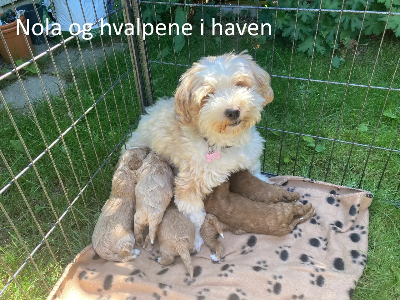 Billede 5 - Maltipoo-hvalpe søger deres familier